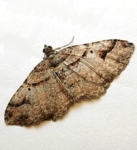 Costaconvexa centrostrigaria