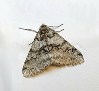 Phigalia denticulata