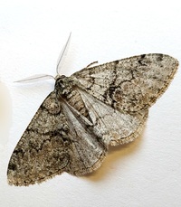 Phigalia denticulata