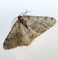 Phigalia strigataria