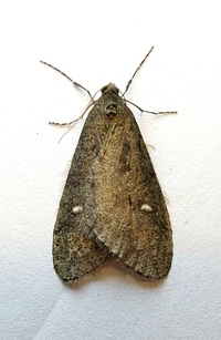 Paleacrita merriccata