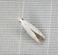 Coleophora unidentified species