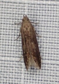 Untomia albistrigella