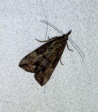 Hypena scabra