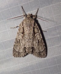 Acronicta hasta