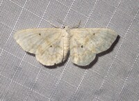 Idaea obfusaria