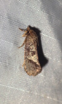 Acrolophus texanella