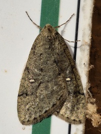 Paleacrita merriccata