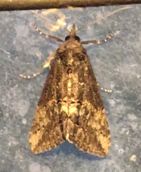 Hypena scabra
