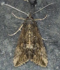 Hypena scabra