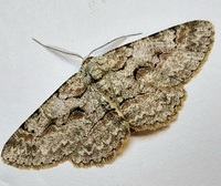 Iridopsis defectaria