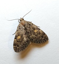 Idia aemula