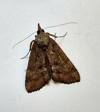 Hypena scabra
