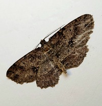 Melanolophia canadaria