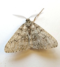 Phigalia denticulata