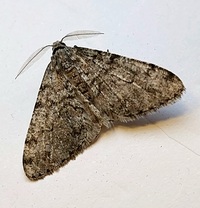 Phigalia denticulata