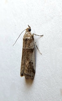 Laetilia coccidivora