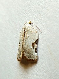 Acleris subnivana