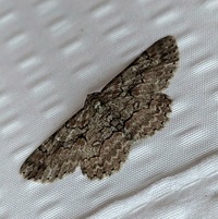 Iridopsis vellivolata