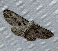Iridopsis defectaria