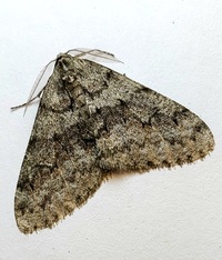 Phigalia denticulata