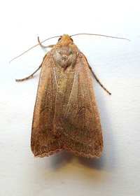 Metaxaglaea unidentified species