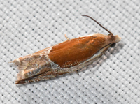 Ancylis unidentified species