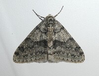 Phigalia denticulata