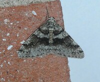 Phigalia denticulata