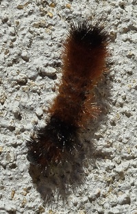 Pyrrharctia isabella