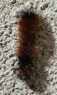 Pyrrharctia isabella