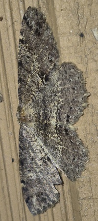 Melanolophia canadaria