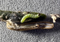 Coleotechnites apicitripunctella