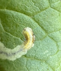 Phyllocnistis insignis