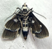 Desmia maculalis
