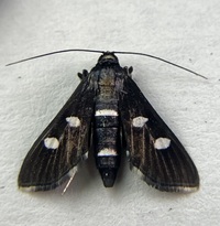 Desmia maculalis