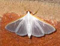 Diaphania costata