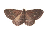 Disclisioprocta stellata