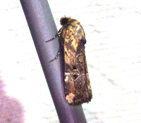 Elaphria chalcedonia