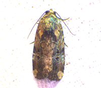 Elaphria chalcedonia