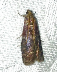 Euzophera ostricolorella
