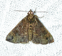 Hypena palparia