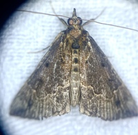 Hypena palparia