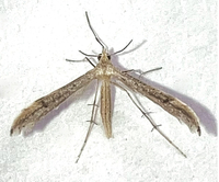 Lioptilodes albistriolatus