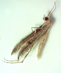 Lioptilodes albistriolatus