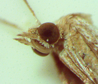 Lioptilodes albistriolatus