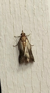 Plodia interpunctella