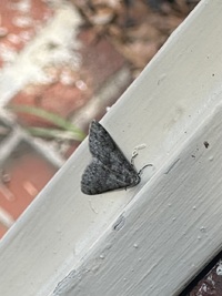 Phigalia denticulata