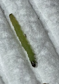 Coleotechnites apicitripunctella