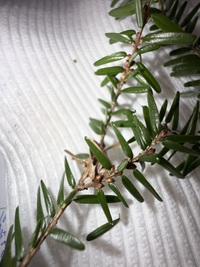 Coleotechnites apicitripunctella